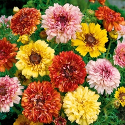 トリコロールの菊、トリコロールのデイジー「Dunnetti」 -  105種子 - Chrysanthemum carinatum - シーズ