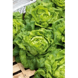Butterhead lettuce "Ewelina" - with smooth and tasty leaves - 1000 seeds