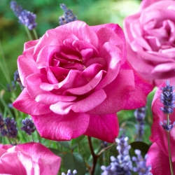 Suurikukkainen ruusu - vaaleanpunainen (fuksia) - ruukkukasvi - 