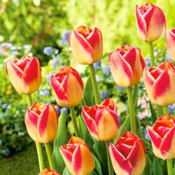 Tulipaner Candy Corner - pakke med 5 stk - Tulipa Candy Corner