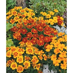Marigold Perancis - campuran pelbagai bunga tunggal - 350 biji - Tagetes patula nana  - benih