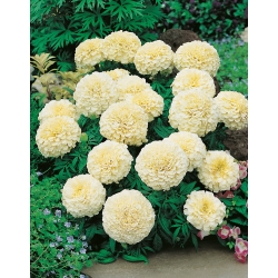 Creamy-white Mexican marigold - low growing variety, up to 35 cm; Aztec marigold - 150 seeds