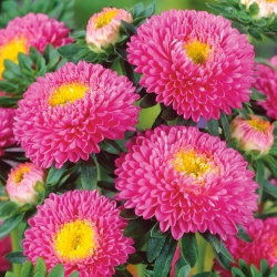 Aster rosa con flores de pompones - 500 semillas - Callistephus chinensis