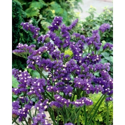 Purple statice, sea lavender, notch leaf marsh rosemary, sea pink, wavyleaf sea lavender - 105 seeds