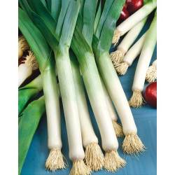 Leek "Golem" - cold-resistant variety with distinct taste and aroma - 320 seeds