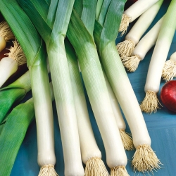 Leek "Golem" - cold-resistant variety with distinct taste and aroma - 320 seeds