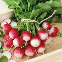 Radish "Poloneza" - white and juicy flesh, resistant to becoming pithy - 850 seeds