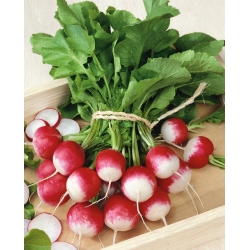 Radish "Poloneza" - white and juicy flesh, resistant to becoming pithy - 850 seeds