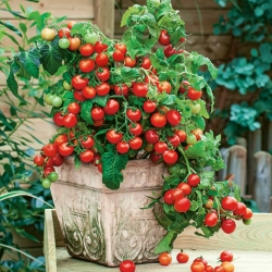 Tomat "Vilma" - varietate mică, roșie ideală pentru cultivarea oalelor - Lycopersicon esculentum Mill  - semințe