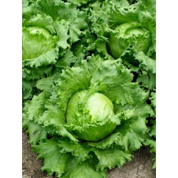 Iceberg salad "Traper" - daun hijau pucat - 900 biji - Lactuca sativa L.  - benih