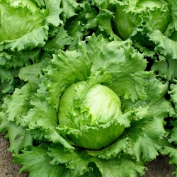 Салат «Айсберг» «Трапер» - блідо-зелене листя - 900 насінин - Lactuca sativa L.  - насіння