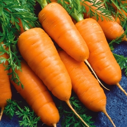 Carrot "Katrin" - من نوع Chantenay ، صنف مبكر جدًا للثقافة الأولى تحت نسيج aggrotextiles - 2550 بذرة - Daucus carota - ابذرة