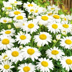 Weiße Chrysantheme mit einzelnen Blumen - 