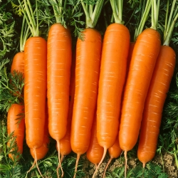 जैव गाजर "नानटाइस 2" - प्रमाणित जैविक बीज - 
