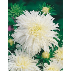 菊の花アスター - 白の花 -  450種子 - Callistephus chinensis  - シーズ