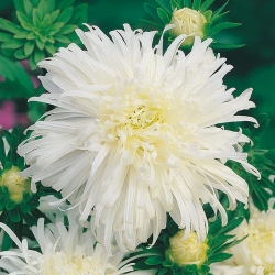 Chryzantéma květovaná aster - bílá květ - 450 semen - Callistephus chinensis  - semena