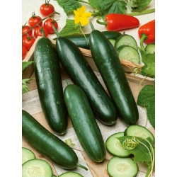 Cucumber "Obelix F1" - field, salad variety
