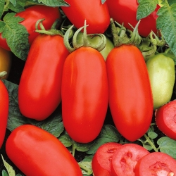 Vysoké pole paradajky 'S. Marzano 3 '- bestseller Stredomoria -  Lycopersicon esculentum - S. Marzano 3 - semená