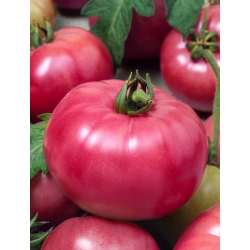 الطماطم "Malinowy Ozarowski" - مجموعة متنوعة للجميع - بذور مغلفة - 100 بذرة - Lycopersicon esculentum  - ابذرة