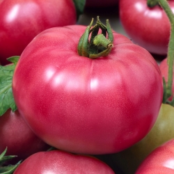עגבניות "Malinowy Ozarowski" - מגוון לכולם - זרעים מצופים - 100 זרעים - Lycopersicon esculentum 