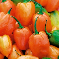 Chilli pepř "Habanero Orange" - horká, oranžová odrůda - 