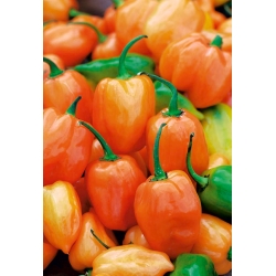 Biber biber "Habanero Orange" - sıcak, turuncu çeşitliliği - 