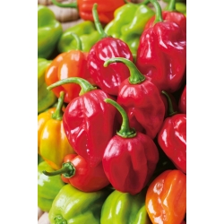 Chilli pepper "Habanero Red" - hot, red variety