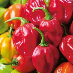 Pimenta malagueta "Habanero Red" - variedade quente e vermelha - 