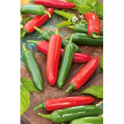 Chilli pepper "Serrano" - a hot variety