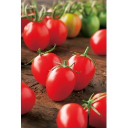 Field cherry  tomato "Principe Borghese"