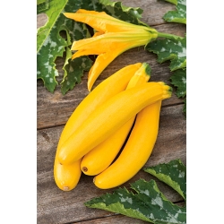 Calabacín "Banana Song F1" - una variedad que produce fruta amarilla; calabacín - 