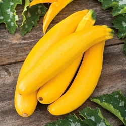 Calabacín "Banana Song F1" - una variedad que produce fruta amarilla; calabacín - 