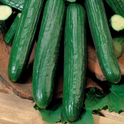 Cucumber "Orion F1" - for greenhouse and tunnel cultivation, even at lower temperatures - 35 seeds