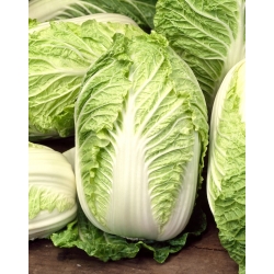 Chinese Cabbage Bristol seeds - Brassica pekinensis - 430 seeds