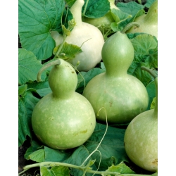 Gresskar - Bottle Gourd- Cucurbita pepo - frø