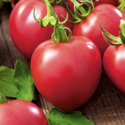 Malina polje paradajz "Raspberry Vintage" - nema rippling - Lycopersicon esculentum Mill  - sjemenke