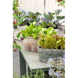 Mini zahrada - pikantní řezané listy - pro pěstování na balkonech a terasách -  Cichorium intybus, Cichorium endivia, Brassica rapa var. japonica, Lactuca sativa - semena