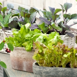 Mini Záhrada - Pikantné rezané listy - na pestovanie na balkónoch a terasách -  Cichorium intybus, Cichorium endivia, Brassica rapa var. japonica, Lactuca sativa - semená