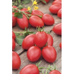 Tomato "Raspberry Delicacy" - buah kecil dengan rasa yang sangat baik dan menyegarkan - Lycopersicon esculentum Mill  - benih
