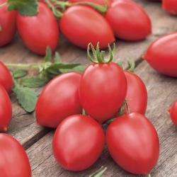 طماطم "Raspberry Delicacy" - فاكهة صغيرة مع طعم ممتاز ومنعش - Lycopersicon esculentum Mill  - ابذرة