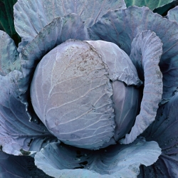 Red cabbage "Rufus" - for preserves or storing - 540 seeds
