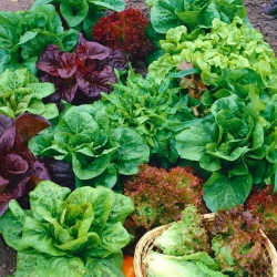 Kerti saláta - színkeverék - 450 magok - Lectuca sativa
