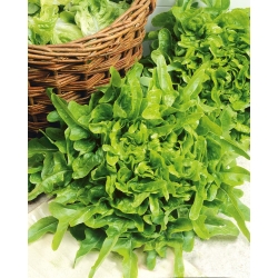 Salat - Pluk - Dubacek - grøn - 900 frø - Lactuca sativa L. var. crispa L.