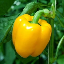 Pepper "Kasia" - giống màu vàng để canh tác trong các đường hầm không sử dụng và trên cánh đồng - Capsicum L. - hạt