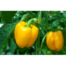 Pepper "Kasia" - giống màu vàng để canh tác trong các đường hầm không sử dụng và trên cánh đồng - Capsicum L. - hạt
