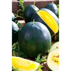 Gelbe Wassermelone Janosik Samen - Citrullus lanatus - 14 Samen - 