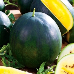 Gelbe Wassermelone Janosik Samen - Citrullus lanatus - 14 Samen - 