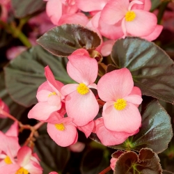Pink, red-leaved wax begonia (fibrous begonia)