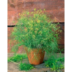 BIO - Garden Dill - benih organik bersertifikat - 2800 biji - Anethum graveolens L.