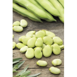 Široká fazole "Bolero" - raná odrůda produkující extra velká semena - Vicia faba L.